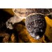 Tortuga triporcatus- Staurotypus triporcatus 